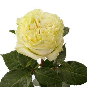 Ecuador Moonstone White Green Garden Singapore Fresh Rose Wholesale Wedding Gifts Premium
