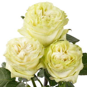 Ecuador Moonstone White Green Garden Singapore Fresh Rose Wholesale Wedding Gifts Premium