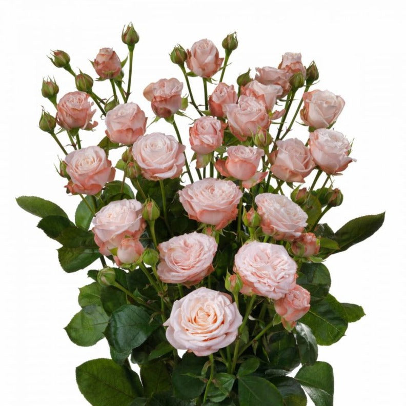 Spray Kenya Madam Bombastic Pink Garden Singapore Fresh Rose Wholesale Wedding Gifts Premium 