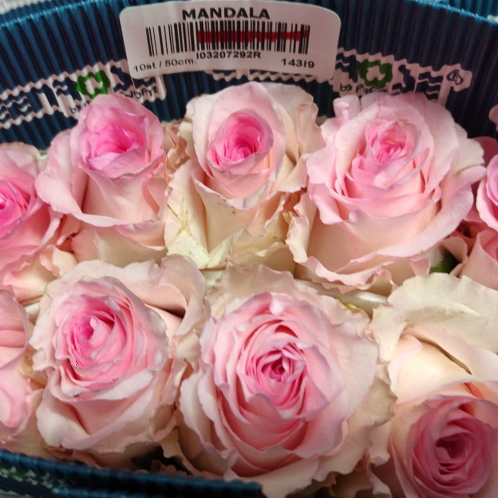 Ecuador Mandala Pink Singapore Fresh Rose Wholesale Wedding Gifts Premium