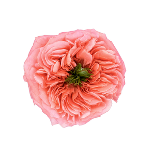 Ecuador Mandarin X-pression Peach Pink Garden Singapore Fresh Rose Wholesale Wedding Gifts Premium