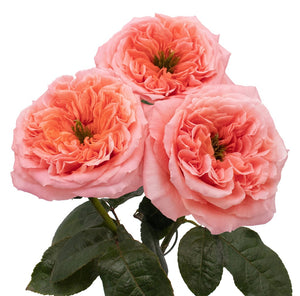 Ecuador Mandarin X-pression Peach Pink Garden Singapore Fresh Rose Wholesale Wedding Gifts Premium
