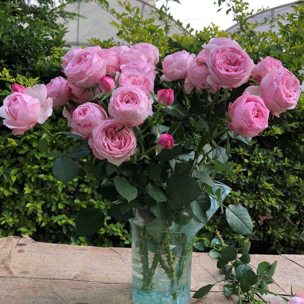 Spray Kenya Mansfield Park Pink Garden Singapore Fresh Rose Wholesale Wedding Gifts Premium 