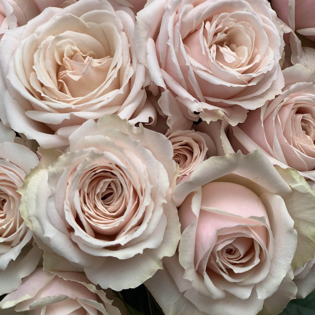 Spray Kenya Marquise White Singapore Fresh Rose Wholesale Wedding Gifts Premium 
