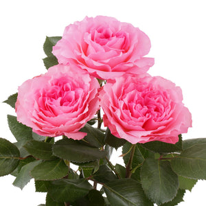 Ecuador Mayra's Pink Cerise Garden Singapore Fresh Rose Wholesale Wedding Gifts Premium