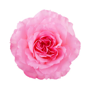 Ecuador Mayra's Pink Cerise Garden Singapore Fresh Rose Wholesale Wedding Gifts Premium