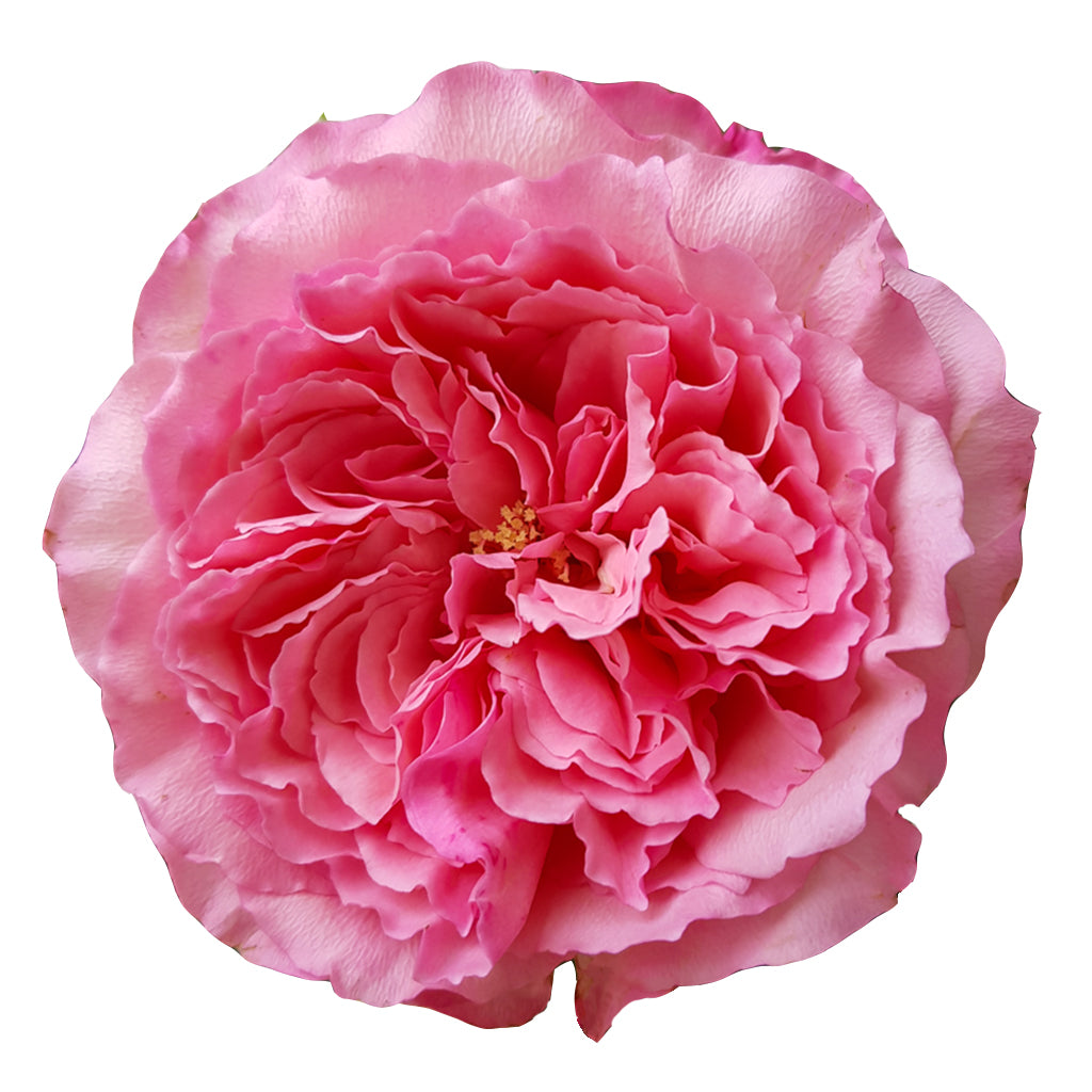 Kenya Mayra's Rose Cerise Garden Singapore Fresh Rose Wholesale Wedding Gifts Premium