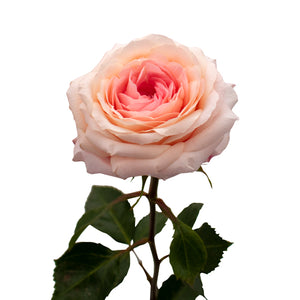 Ecuador Mayra's Bridal Pink Peach White Garden Singapore Fresh Rose Wholesale Wedding Gifts Premium