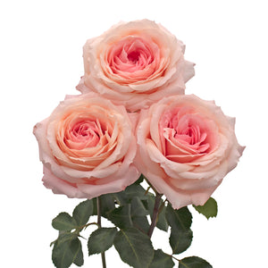 Ecuador Mayra's Bridal Pink Peach White Garden Singapore Fresh Rose Wholesale Wedding Gifts Premium