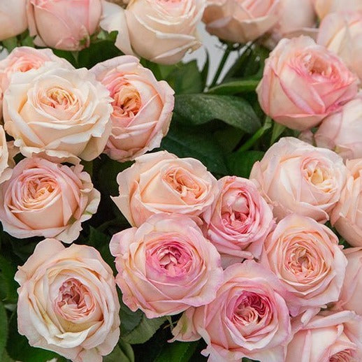 Spray Kenya Alina Perfumella Scented Garden Peach Singapore Fresh Rose Wholesale Wedding Gifts Premium