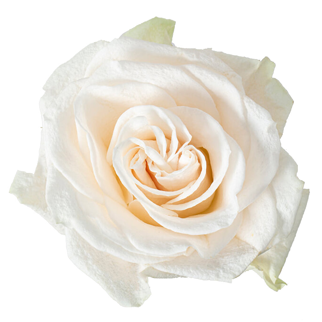 Ecuador Milky Way White Beige Singapore Fresh Rose Wholesale Wedding Gifts Premium