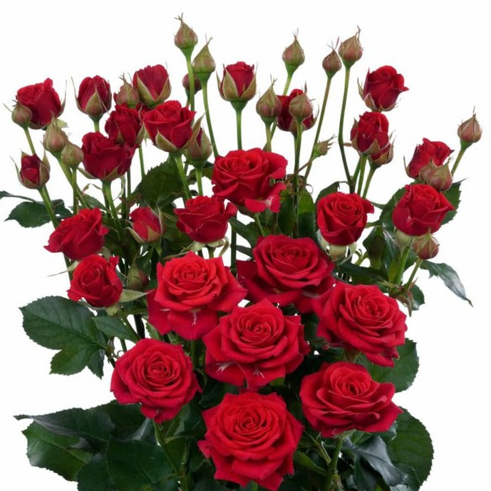 Spray Kenya Mirabel Red Singapore Fresh Rose Wholesale Wedding Gifts Premium 