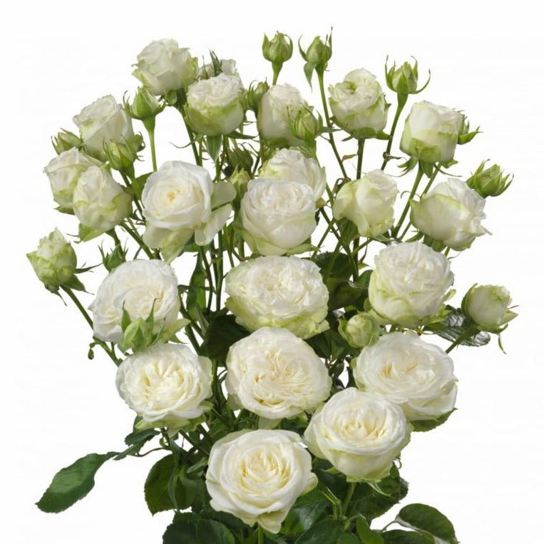 Spray Kenya Miss Bombastic White Garden Singapore Fresh Rose Wholesale Wedding Gifts Premium