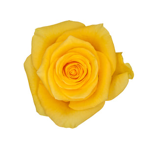Ecuador Momentum Yellow Singapore Fresh Rose Wholesale Wedding Gifts Premium