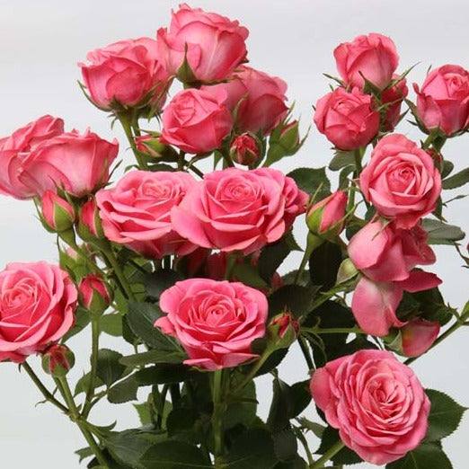 Spray Kenya Mon Amour Cerise Singapore Fresh Rose Wholesale Wedding Gifts Premium 