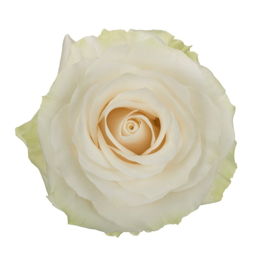 Ecuador Mondial Cream White Singapore Fresh Rose Wholesale Wedding Gifts Premium