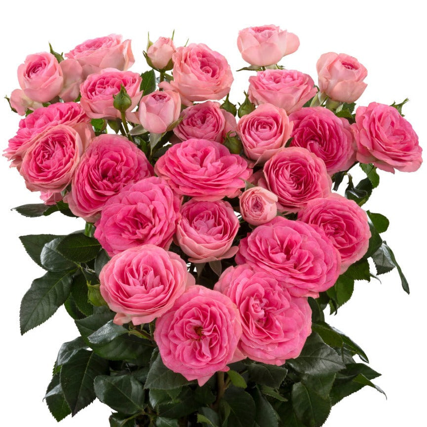 Spray Kenya Muriel Lace Cerise Garden Singapore Fresh Rose Wholesale Wedding Gifts Premium 