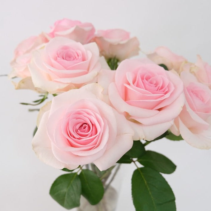 Kenya Novia Pink Singapore Fresh Rose Wholesale Wedding Gifts Premium