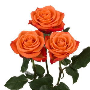 Ecuador Orange Crush Red Singapore Fresh Rose Wholesale Wedding Gifts Premium