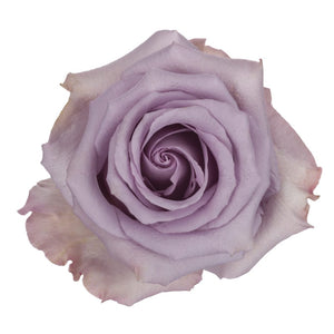 Ecuador Purple Ocean Song Singapore Fresh Rose Wholesale Wedding Gifts Premium