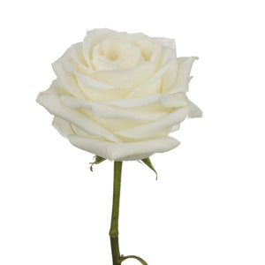 Ecuador Polar Star White Singapore Fresh Rose Wholesale Wedding Gifts Premium