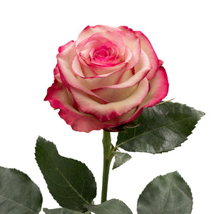 Kenya Paloma White Pink Singapore Fresh Rose Wholesale Wedding Gifts Premium