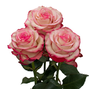 Kenya Paloma White Pink Singapore Fresh Rose Wholesale Wedding Gifts Premium