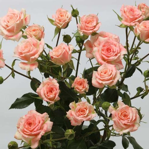 Spray Kenya Paradise Lost Peach Garden Singapore Fresh Rose Wholesale Wedding Gifts Premium 