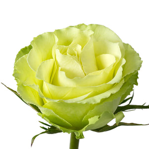 Ecuador Peridot Green Cream Singapore Fresh Rose Wholesale Wedding Gifts Premium
