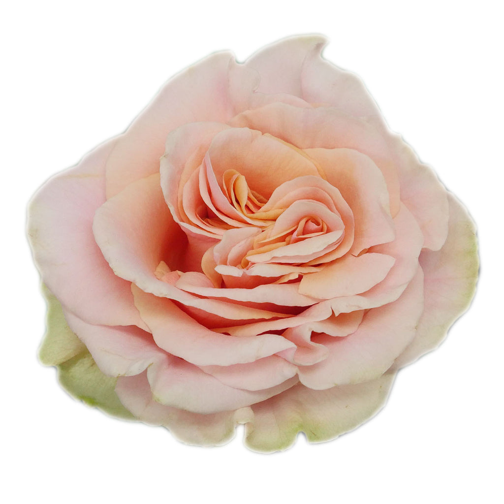 Ecuador Phoenix Peach Singapore Fresh Rose Wholesale Wedding Gifts Premium