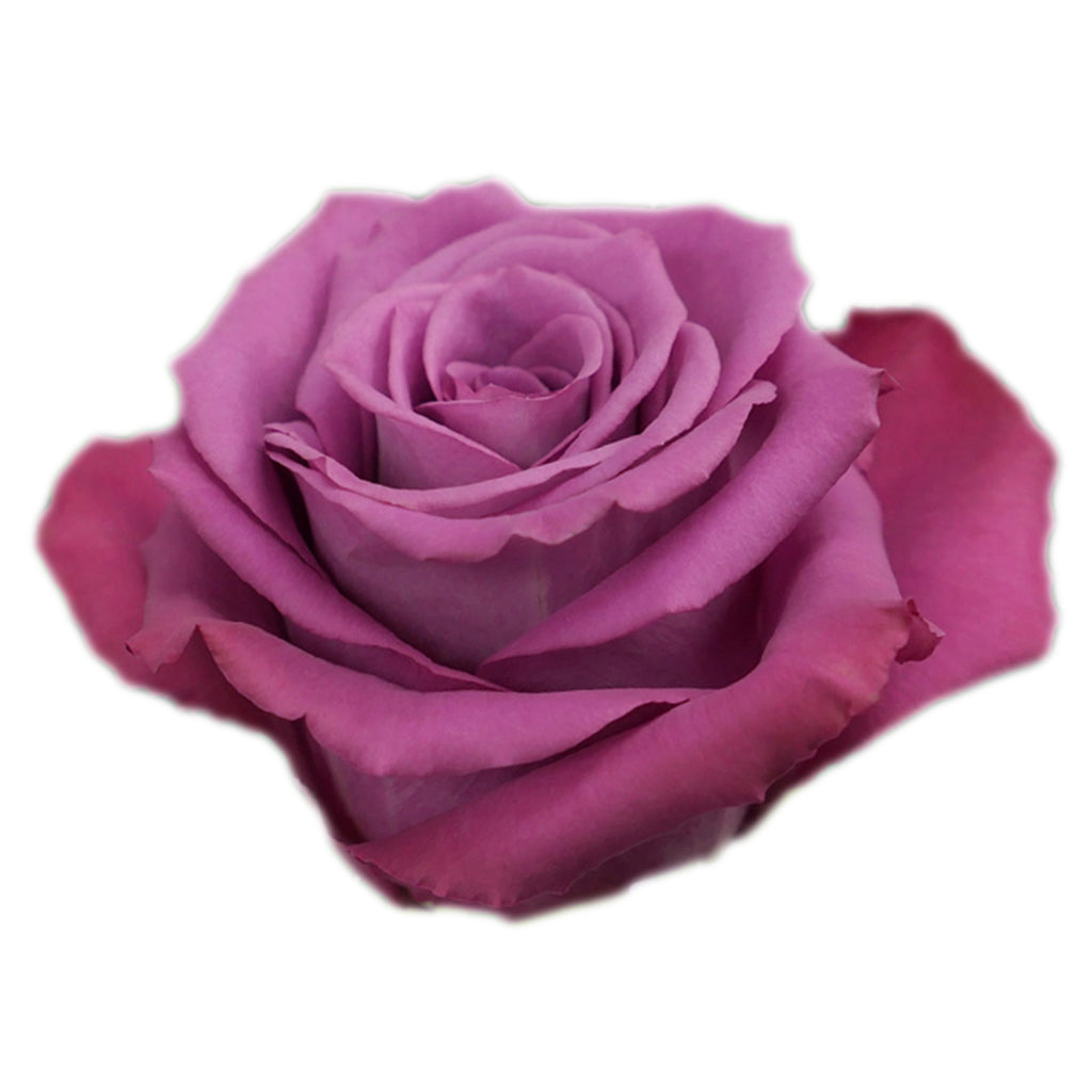 Ecuador Piacerre Purple Singapore Fresh Rose Wholesale Wedding Gifts Premium