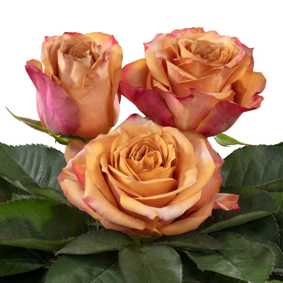 Kenya Pimms Brown Pink Garden Singapore Fresh Rose Wholesale Wedding Gifts Premium