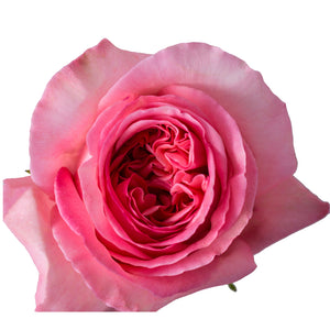 Ecuador Pink X-pression Garden Singapore Fresh Rose Wholesale Wedding Gifts Premium