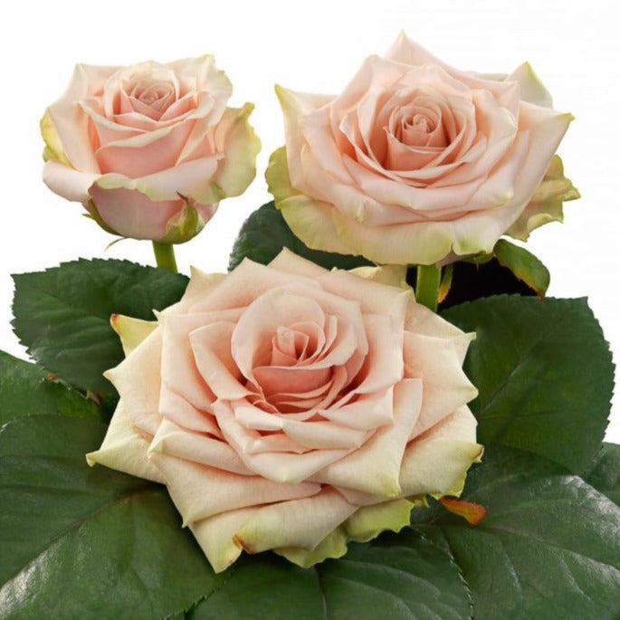 Kenya Pompeii Pink Beige Singapore Fresh Rose Wholesale Wedding Gifts Premium