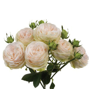 Spray Kenya Porcelain Lace Beige Garden Garden Singapore Fresh Rose Wholesale Wedding Gifts Premium 
