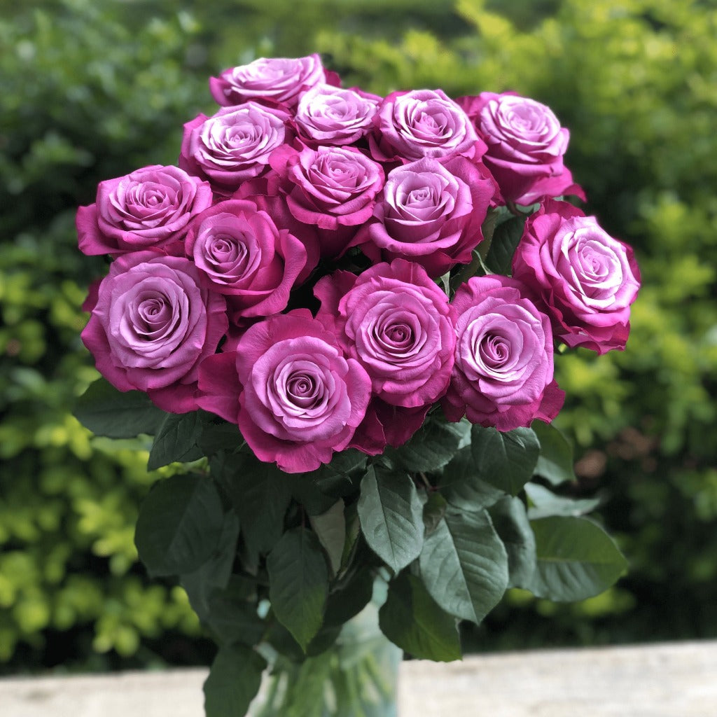 Kenya Prince of Persia Purple Singapore Fresh Rose Wholesale Wedding Gifts Premium
