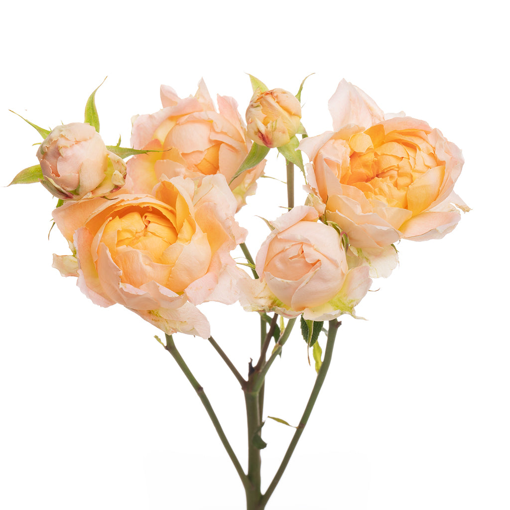Spray Kenya Princess Aiko Peach Singapore Fresh Rose Wholesale Wedding Gifts Premium 