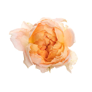 Spray Kenya Princess Aiko Peach Singapore Fresh Rose Wholesale Wedding Gifts Premium 