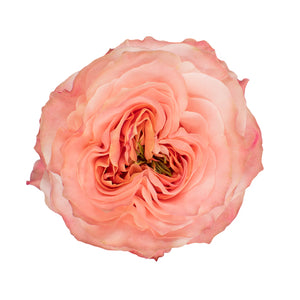 Ecuador Princess Crown Peach Garden Singapore Fresh Rose Wholesale Wedding Gifts Premium