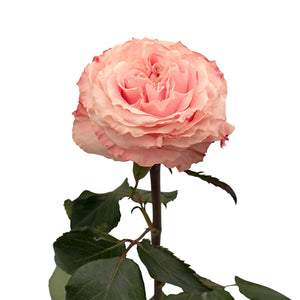 Ecuador Princess Crown Peach Garden Singapore Fresh Rose Wholesale Wedding Gifts Premium