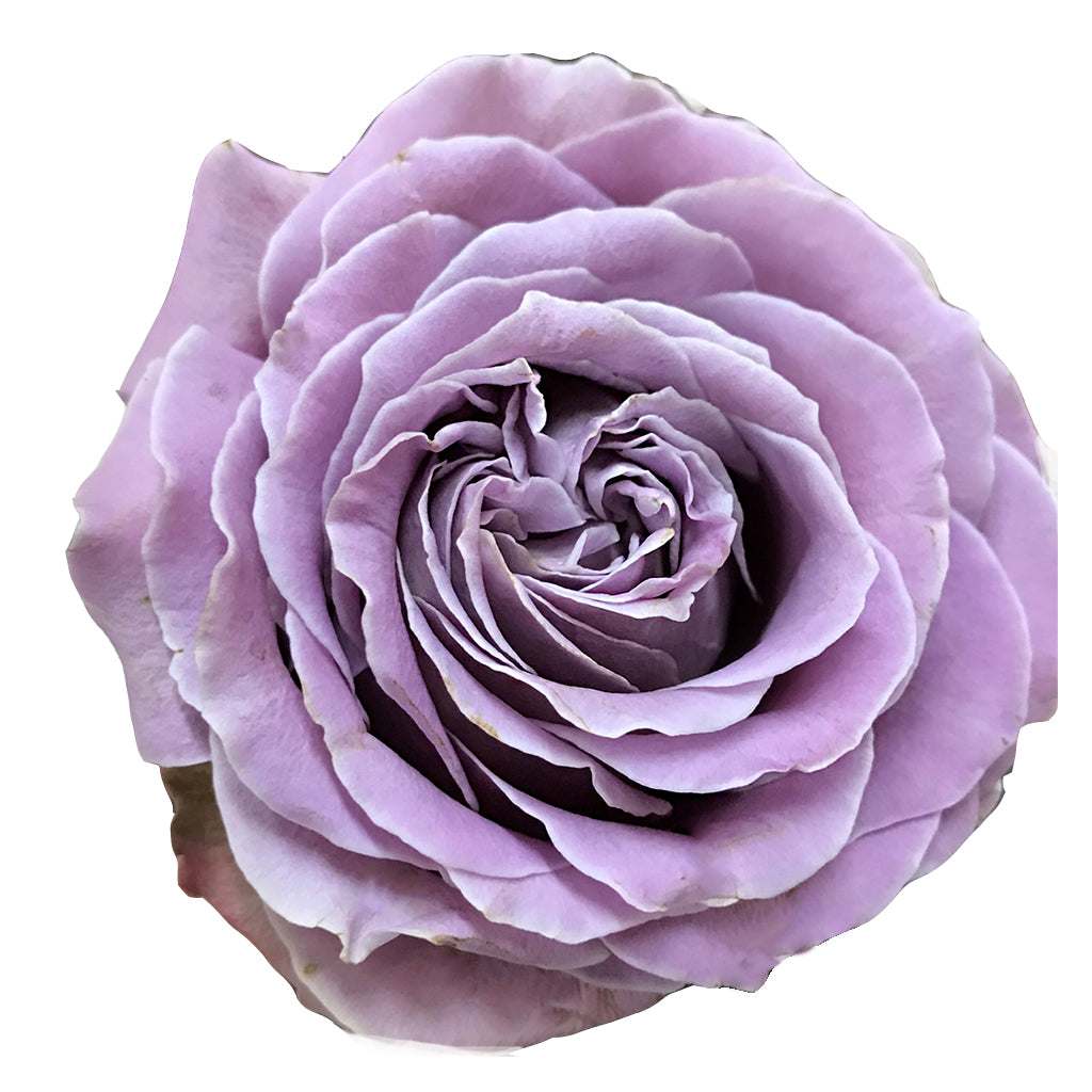 Kenya Princess Kaori Purple Garden Singapore Fresh Rose Wholesale Wedding Gifts Premium