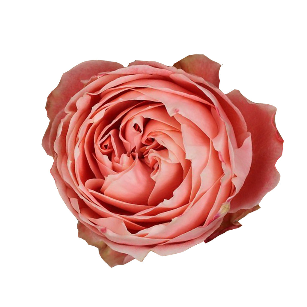 Kenya Princess Sakura Peach Scented Garden Singapore Fresh Rose Wholesale Wedding Gifts Premium