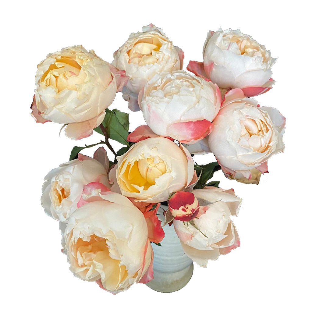 Spray Kenya Princess Suki Cream Red Garden Singapore Fresh Rose Wholesale Wedding Gifts Premium 