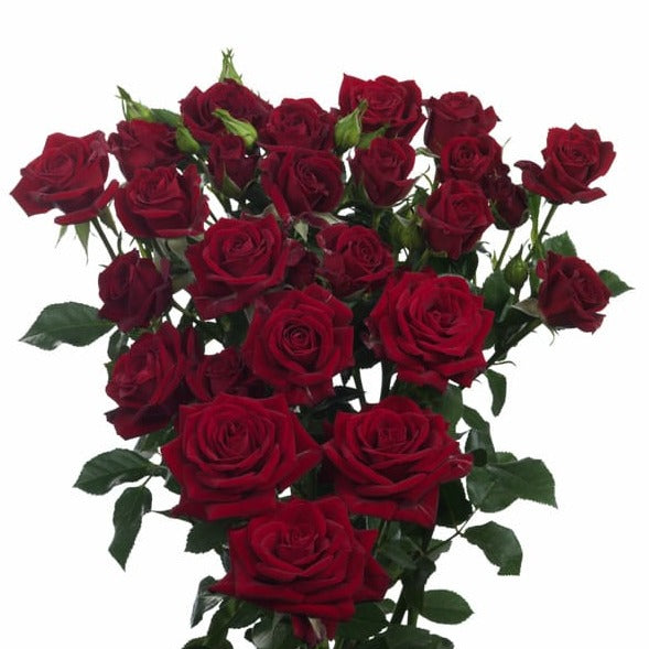 Spray Kenya Pushkin Red Singapore Fresh Rose Wholesale Wedding Gifts Premium 