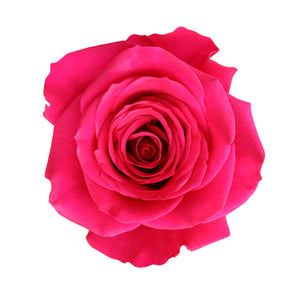 Ecuador Queenberry Cerise Singapore Fresh Rose Wholesale Wedding Gifts Premium