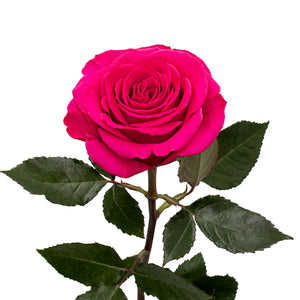Ecuador Queenberry Cerise Singapore Fresh Rose Wholesale Wedding Gifts Premium