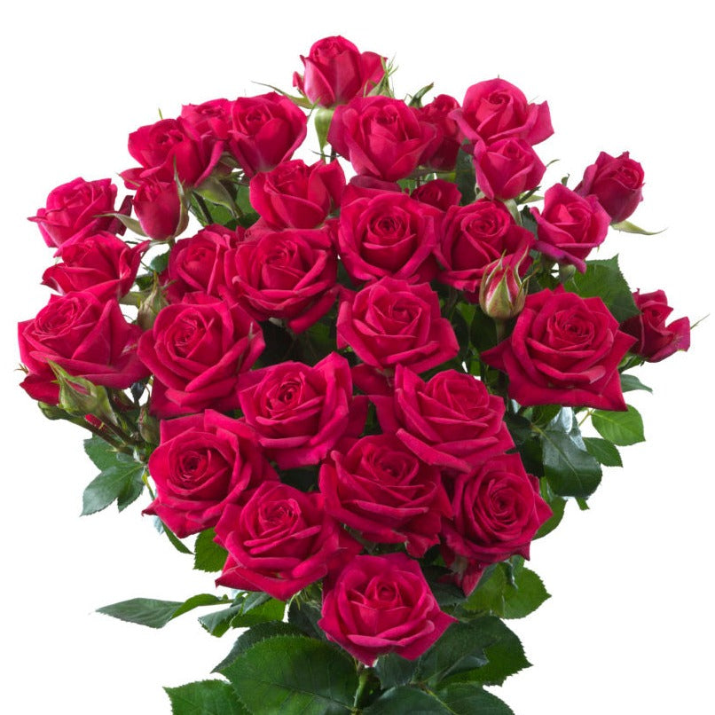 Spray Kenya Quincy Cerise Garden Singapore Fresh Rose Wholesale Wedding Gifts Premium 