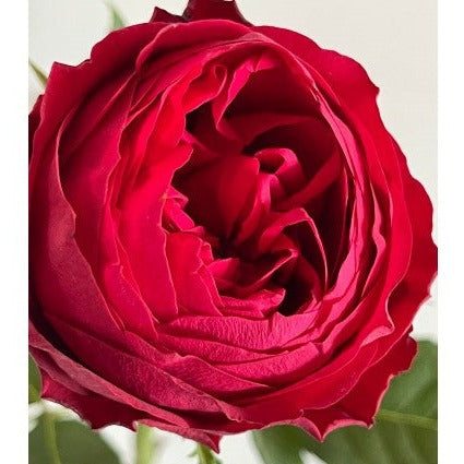 Kenya Rouge Royale Red Garden Singapore Fresh Rose Wholesale Wedding Gifts Premium