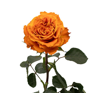 Ecuador RP Copper Kiss Yellow Garden Singapore Fresh Rose Wholesale Wedding Gifts Premium