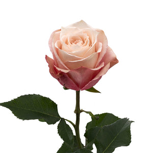 Ecuador RP Lady Eva Beige Brown Garden Singapore Fresh Rose Wholesale Wedding Gifts Premium